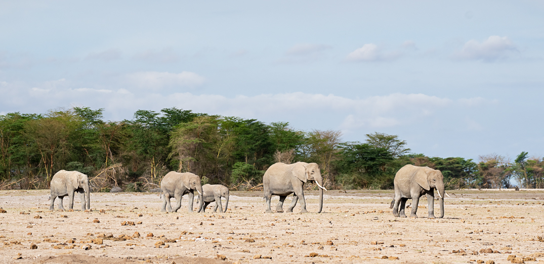 African Bush Elephants